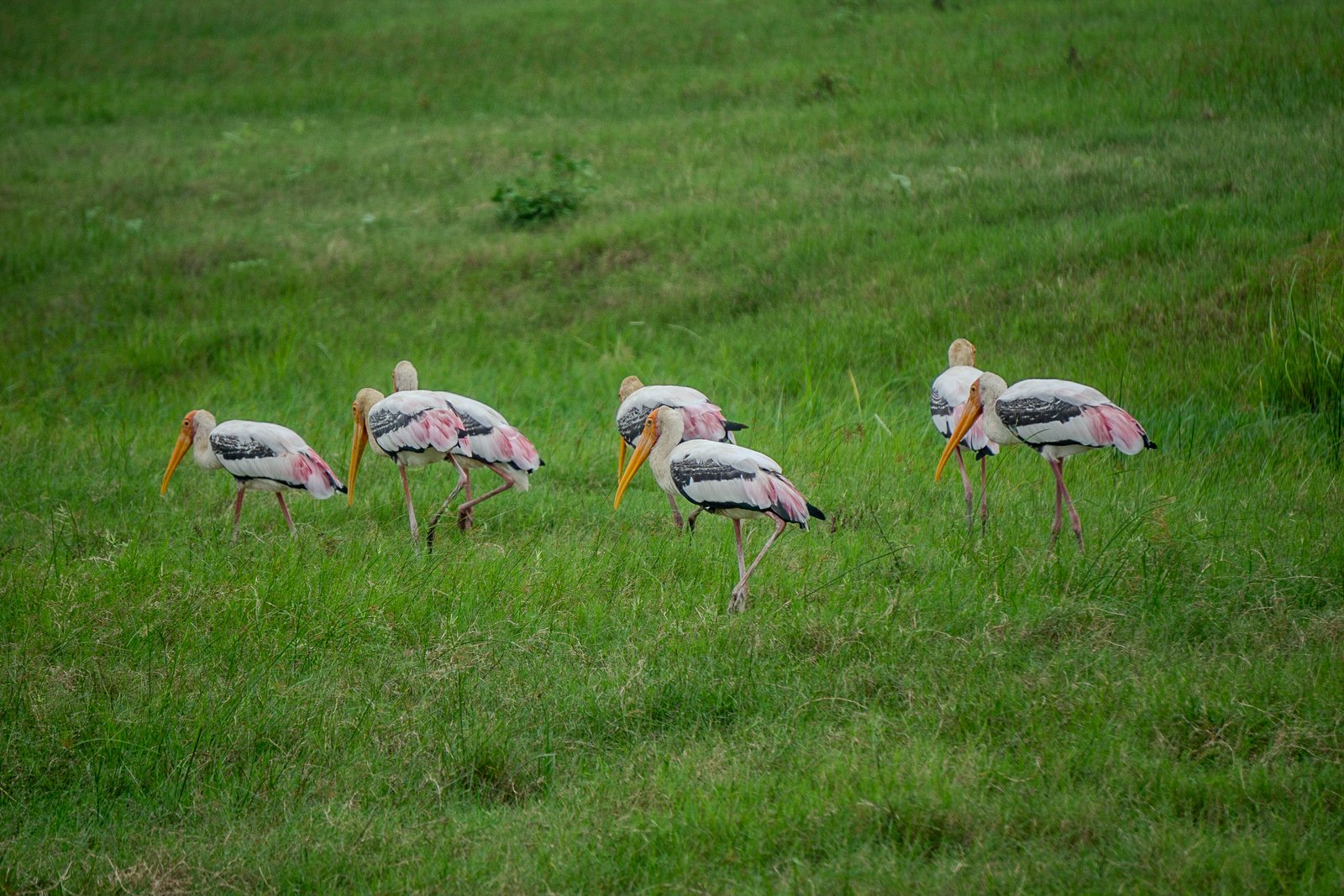 A photo from glenkphoto.com gallery