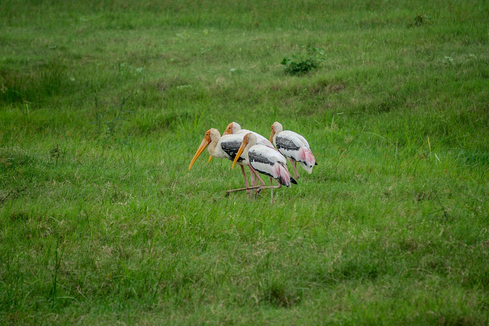 A photo from glenkphoto.com gallery