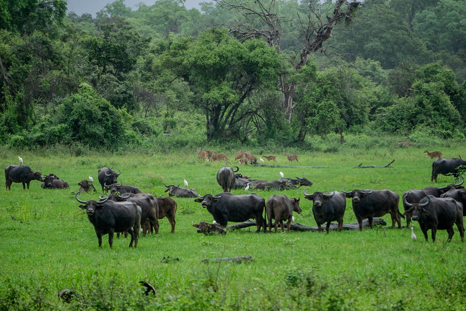 A photo from glenkphoto.com gallery