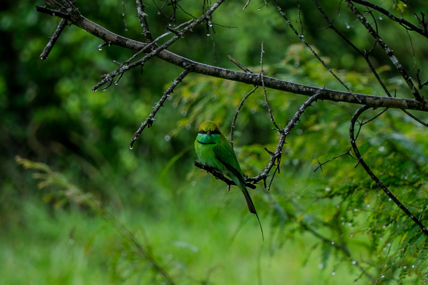 A photo from glenkphoto.com gallery