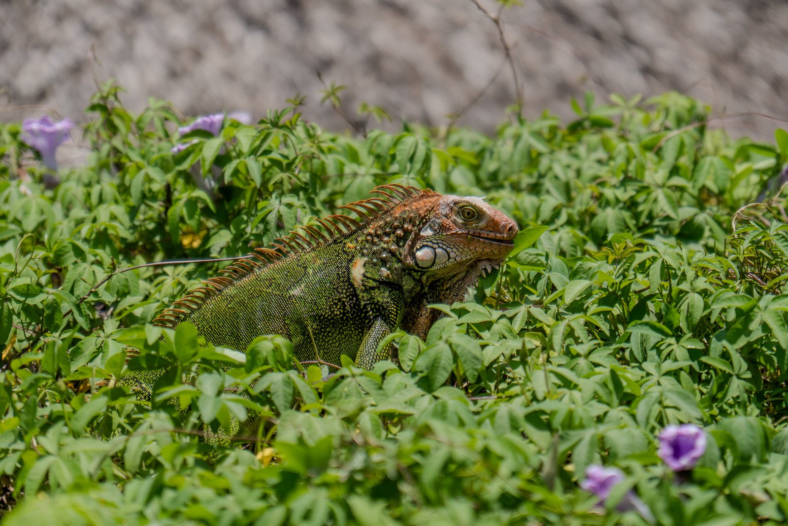 A photo from glenkphoto.com gallery