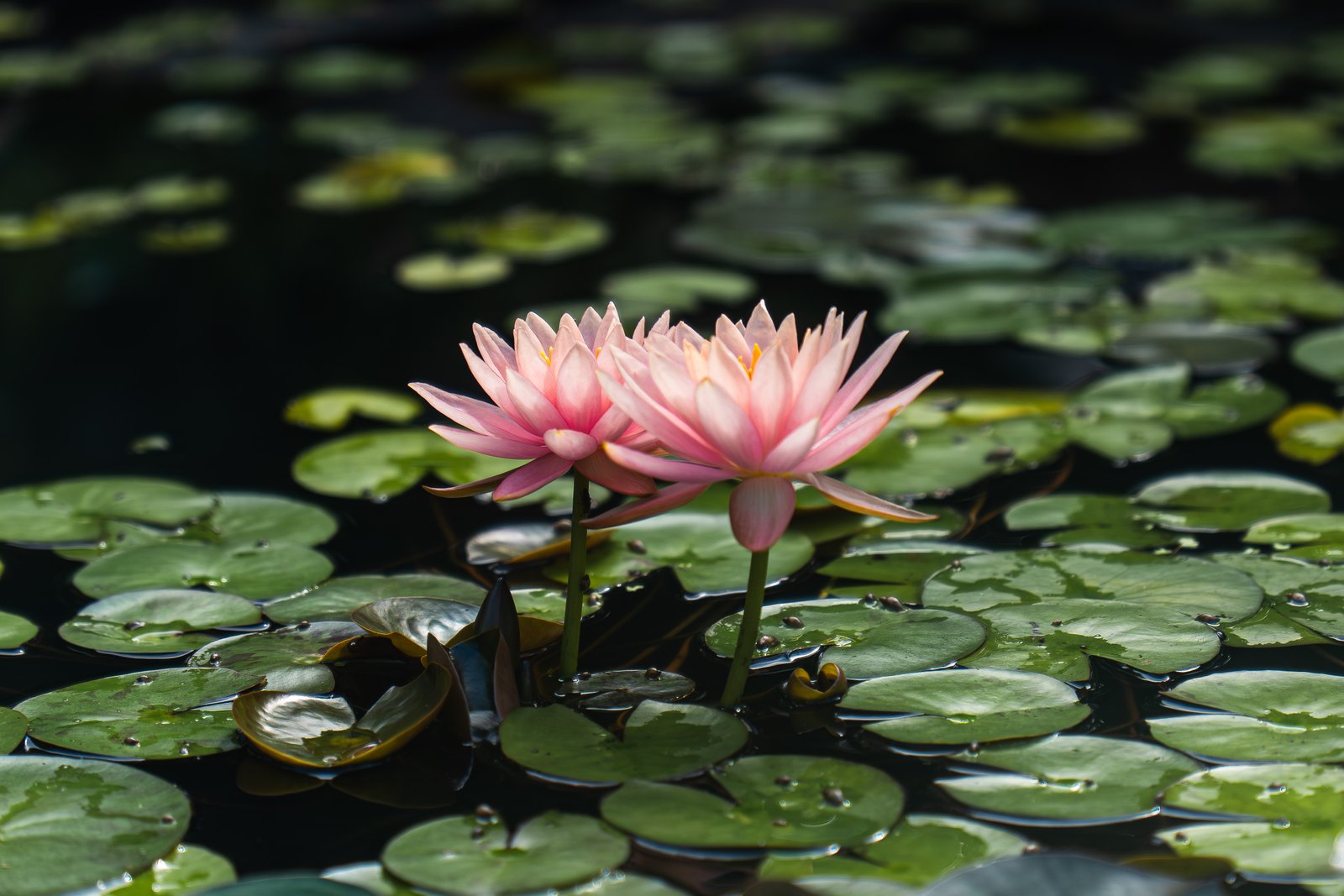 A photo from glenkphoto.com gallery