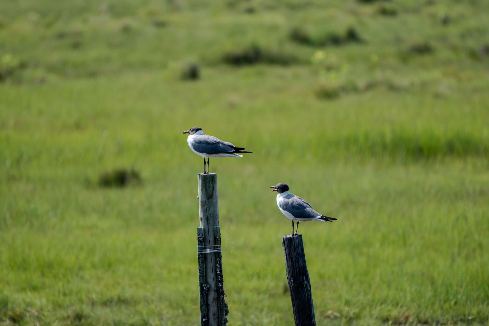 A photo from glenkphoto.com gallery