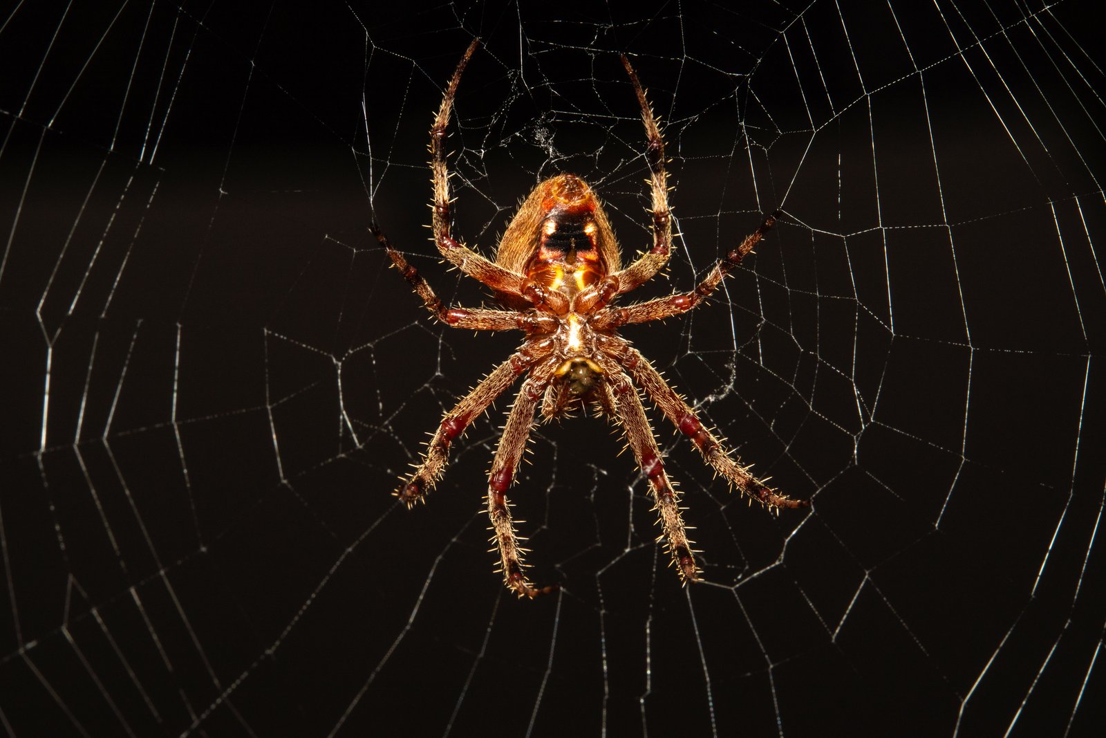 A photo from glenkphoto.com gallery