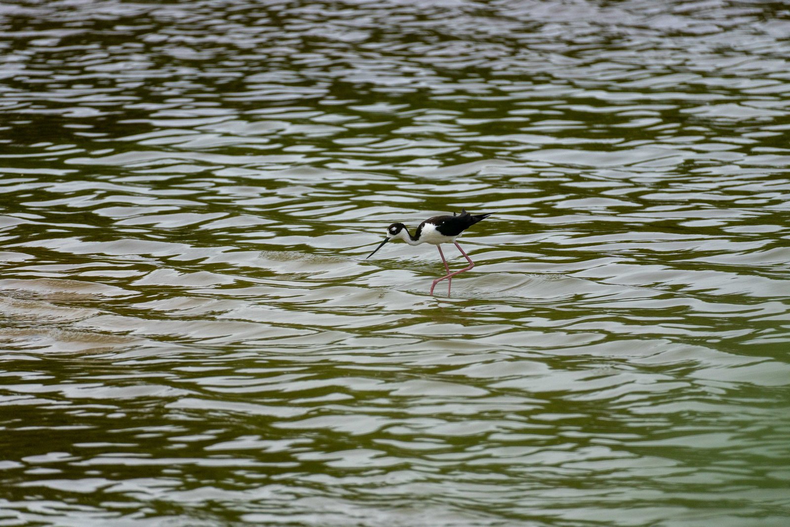 A photo from glenkphoto.com gallery