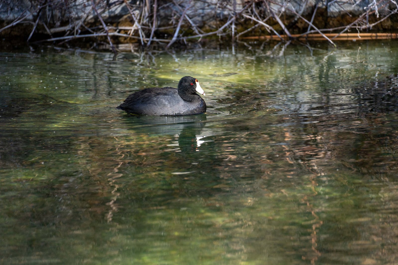 A photo from glenkphoto.com gallery