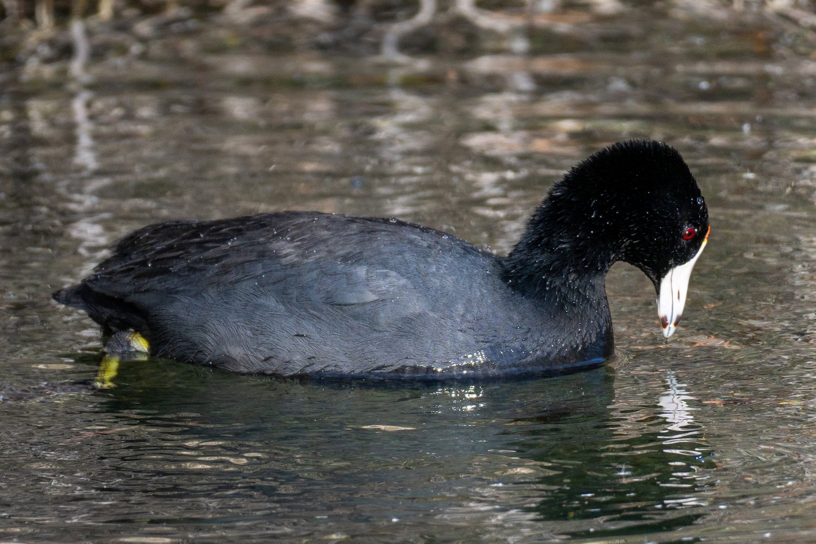 A photo from glenkphoto.com gallery